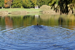 IMG_8488