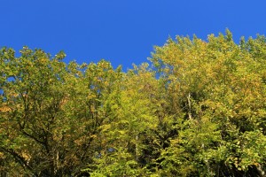 IMG_8517